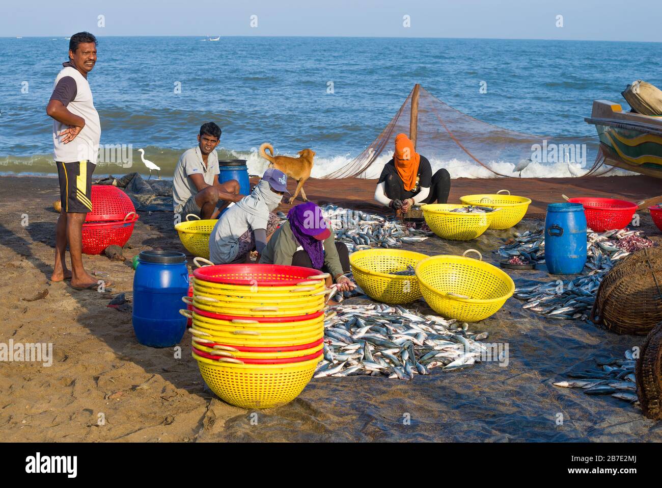 NEGOMBO, SRI LANKA - 3. FEBRUAR 2020: Fischer sortieren gefangenen Fisch am indischen Meeresufer Stockfoto