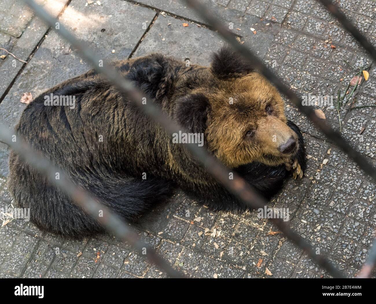 Braunbär, Chongqing City Zoo Stockfoto