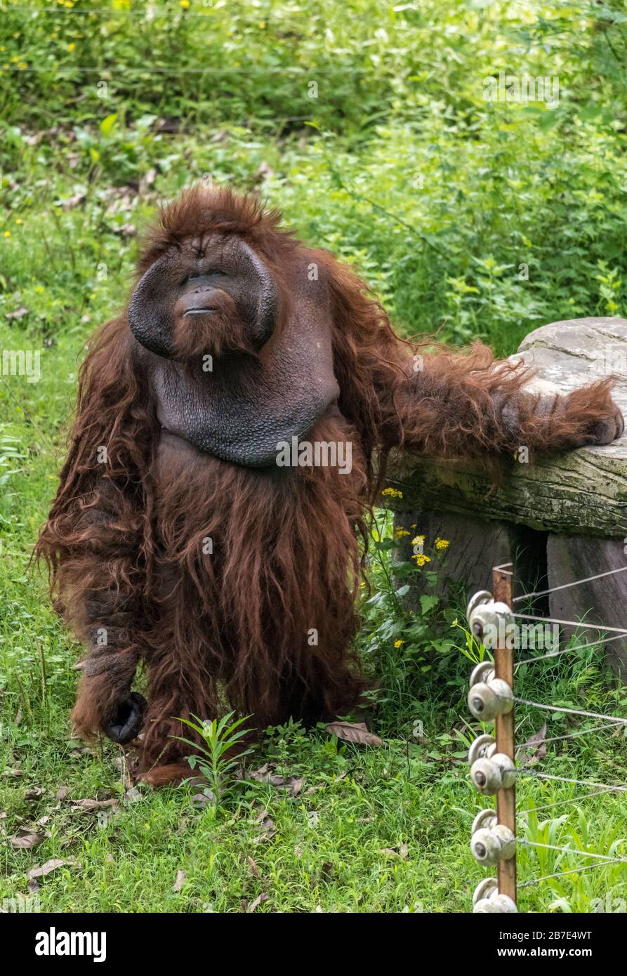 Bornean Orang Utan, Männlich, Chongqing City Zoo Stockfoto