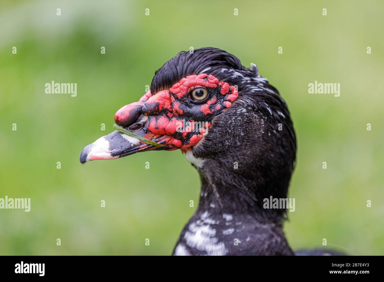 Domestizierter Muscovy Duck Erwachsener Kopf Stockfoto