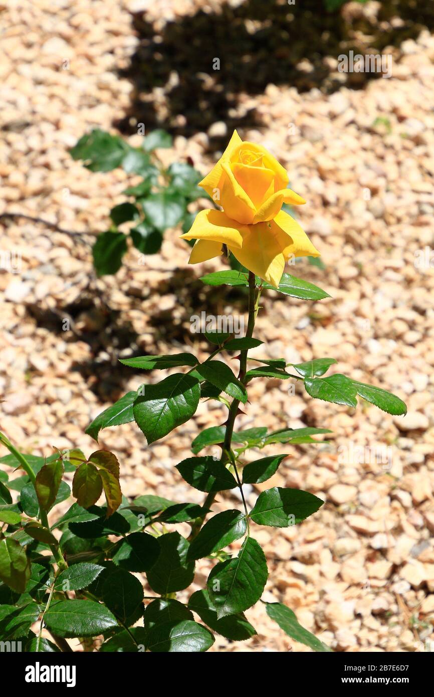 Hübsche gelbe Rosen in Blüte Stockfoto