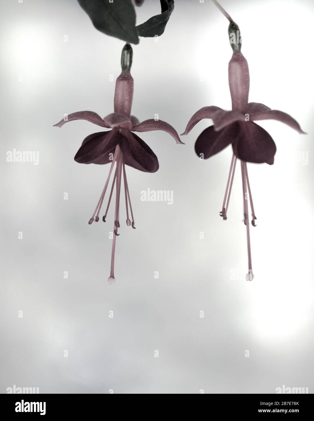 -- Stockfoto