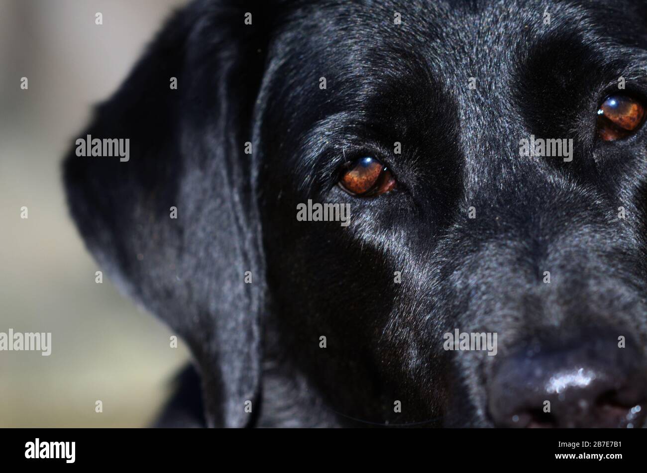 Trauriger Hund Stockfoto