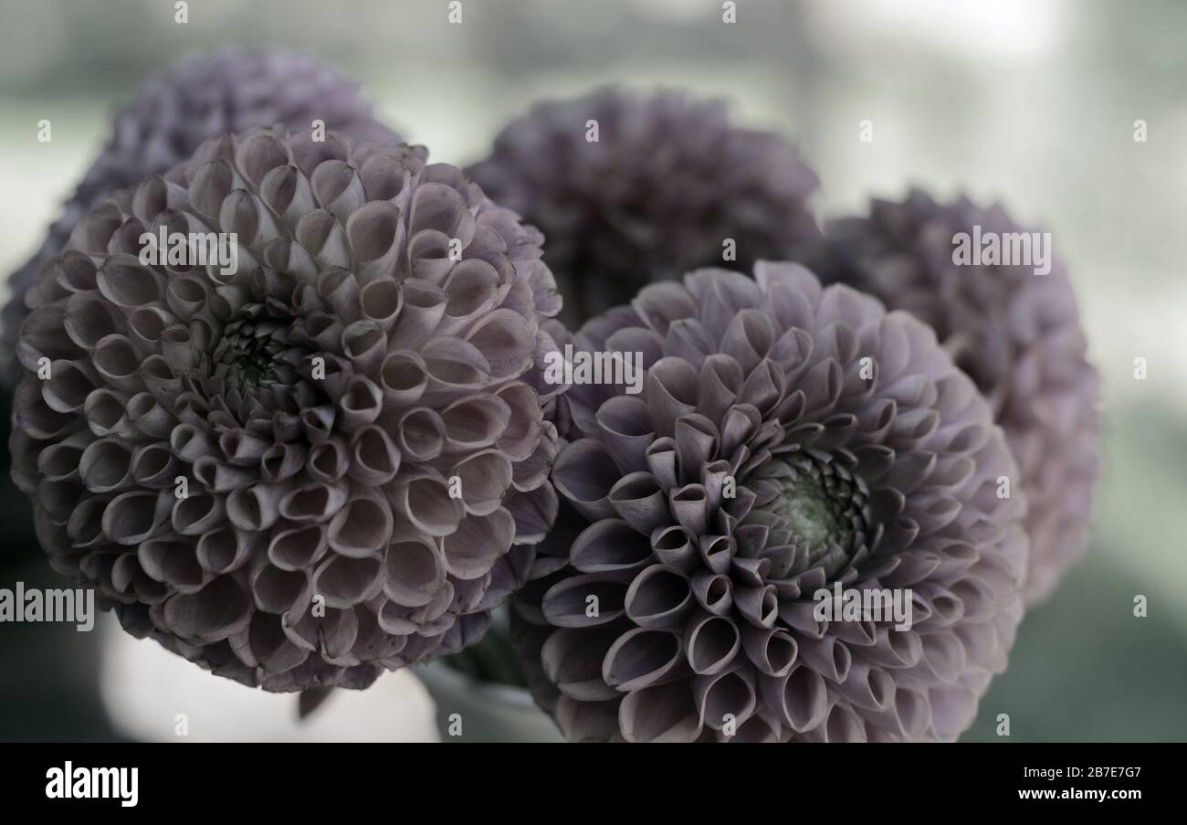 Mütter, Chrysanthemen Stockfoto