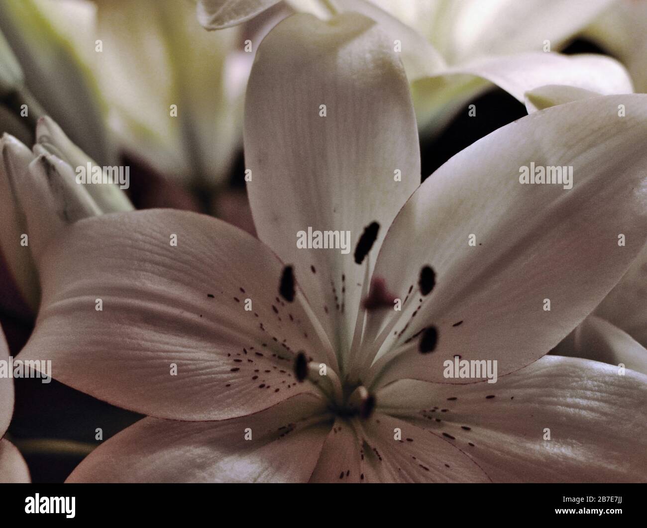 Lilienblätter, Anordnung. Stockfoto