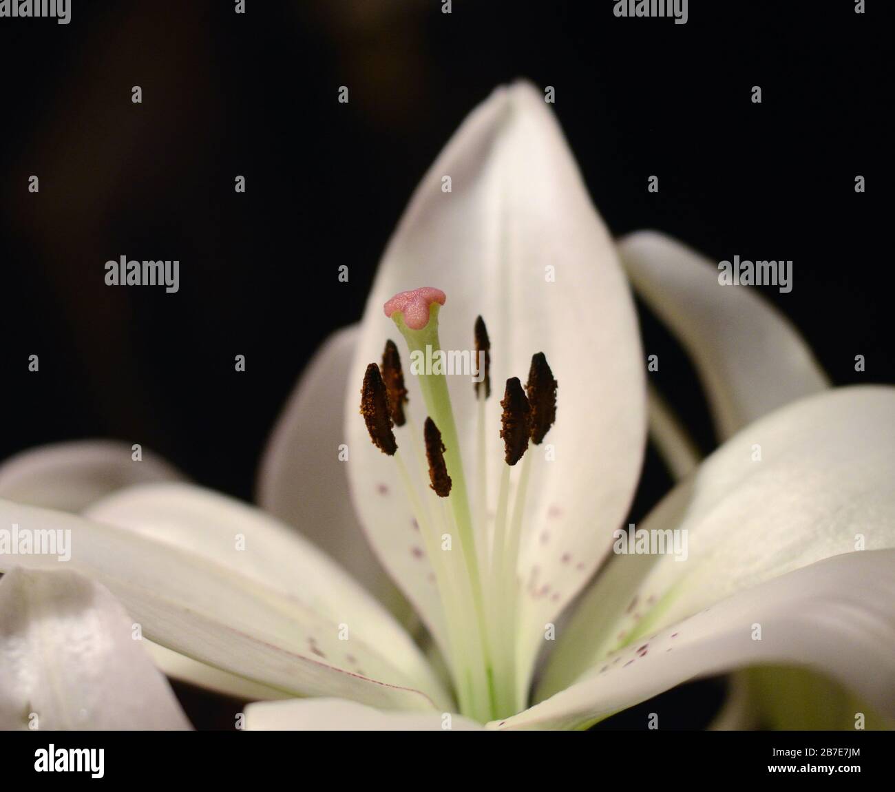 Lilien Stockfoto