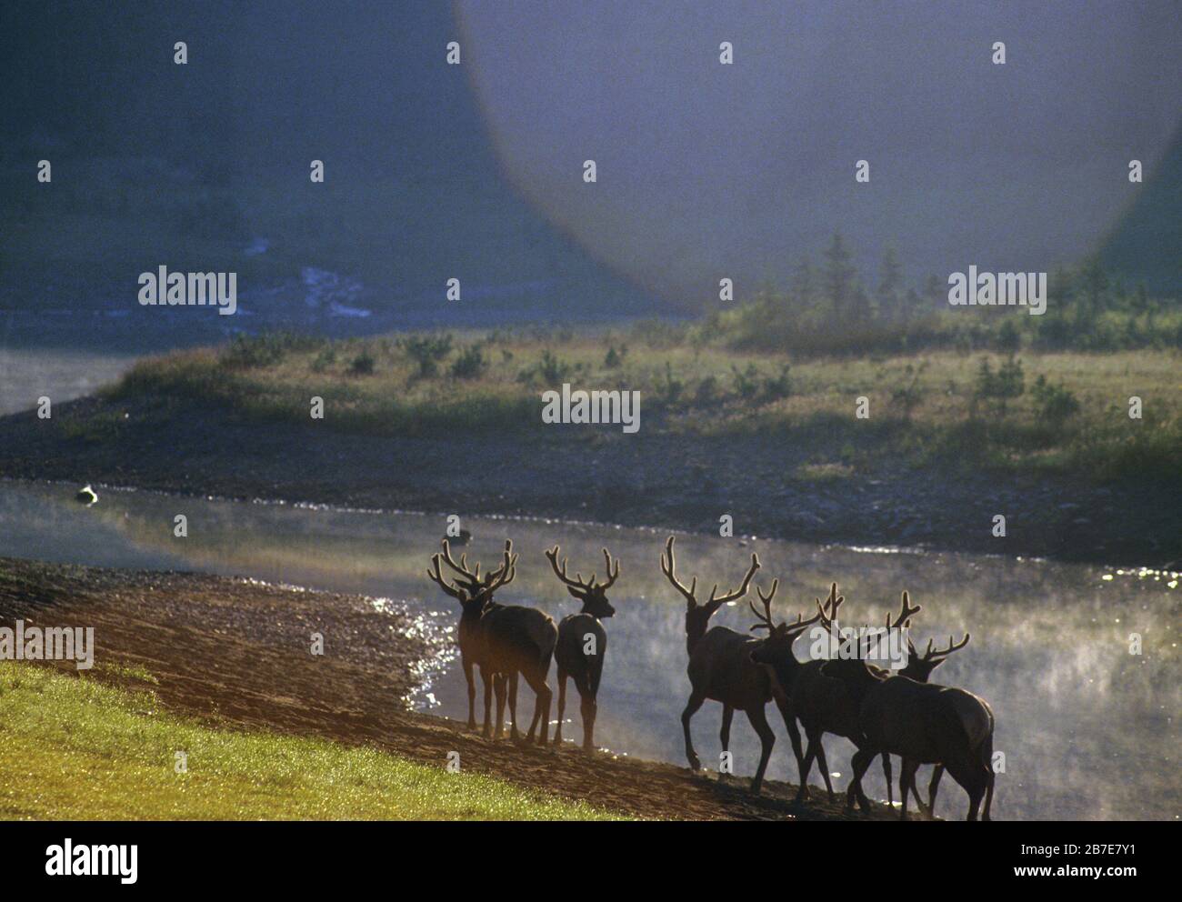Elk by River in der Nähe von Banff, Alberta, Kanada Stockfoto