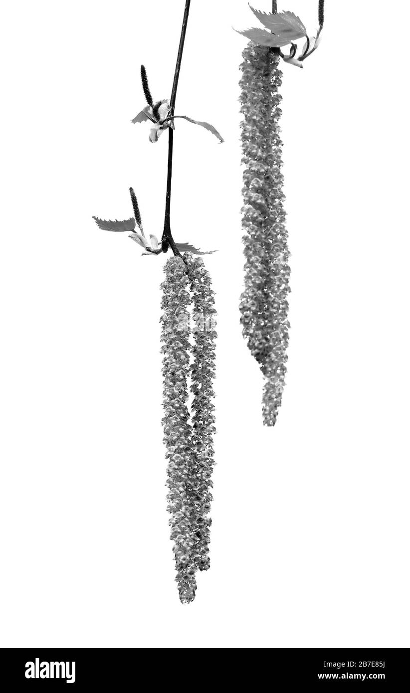 Frühlingszweige aus Birken mit jungen Blättern und Katkins. Isoliert auf weißem Hintergrund. Selektiver Fokus. Schwarz-weiß gezungtes Bild. Stockfoto