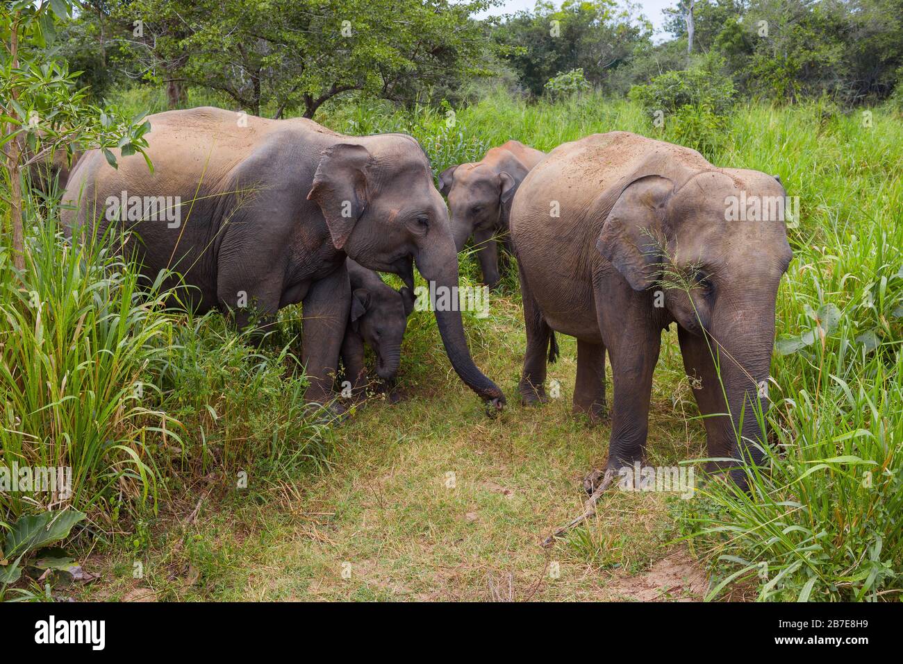 Wilde Ceylon-Elefanten mit Baby-Elefanten. Sri Lanka Stockfoto