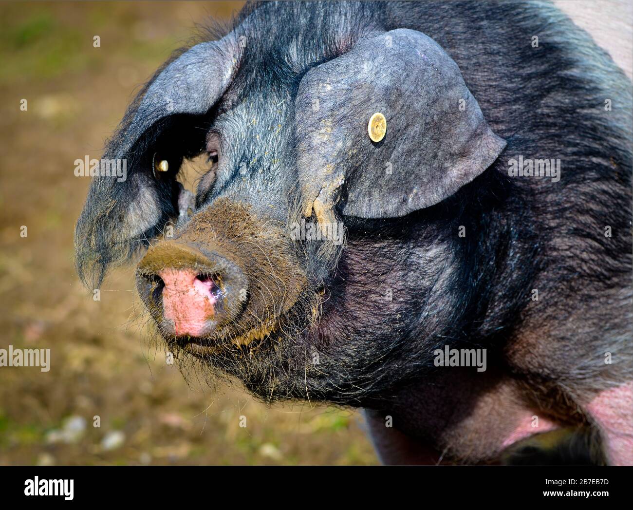 Ein fetter Schwein, ein Porträt in der Sonne Stockfoto