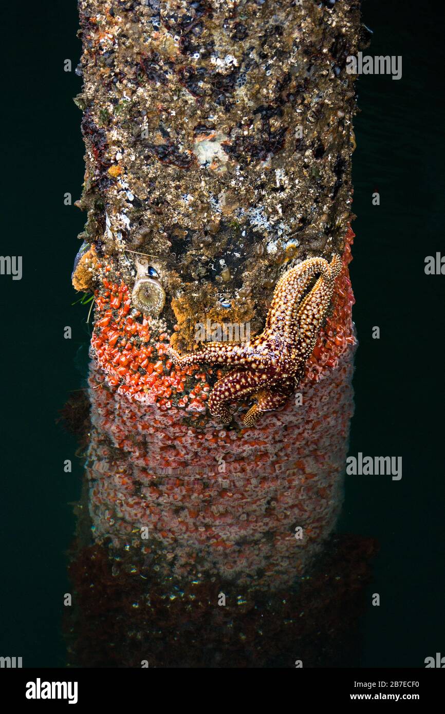 Seesterne und Korallen, die an der Stange im Ozeanhafen in Monterey, Kalifornien wachsen. Stockfoto
