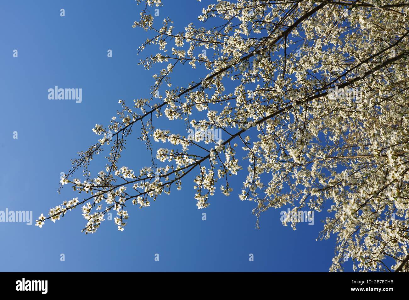 Weißer Pfirsichbaum blüht auf blauem Himmel Frühlingskonzept Stockfoto