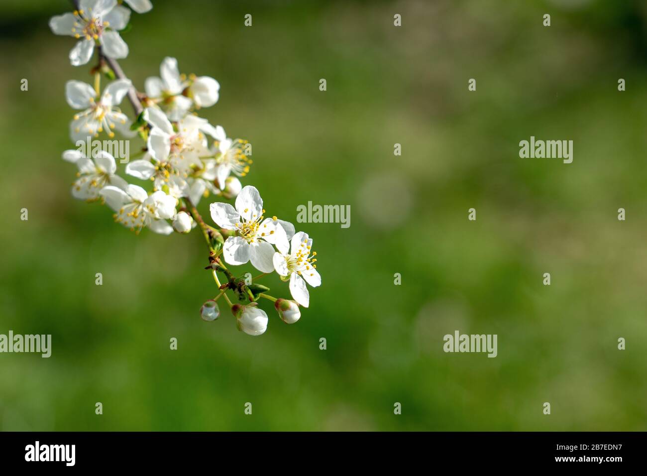 Weißer Pfirsichbaum blüht auf naturgrünem Hintergrund Frühlingskonzept Stockfoto
