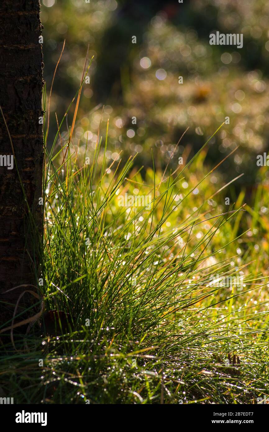 Selektive Aufnahme von Gräsern mit unscharfem Hintergrund Stockfoto
