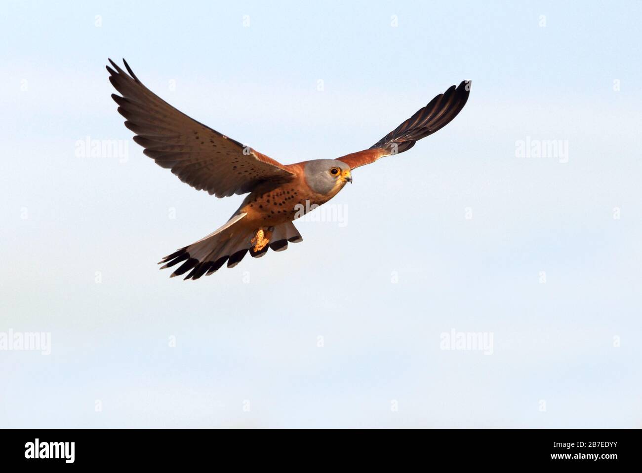 Männchen von Kleinkestrel Fliegen, Falken, Vögeln, Kestrel, Falco Naunanni Stockfoto