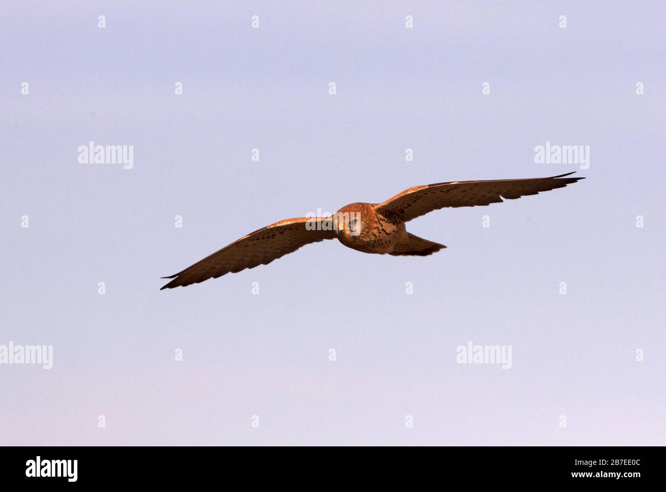 Female of Lesser Kestrel Flying, Falcon, Bird, Kestrel, Falco Naumanni Stockfoto