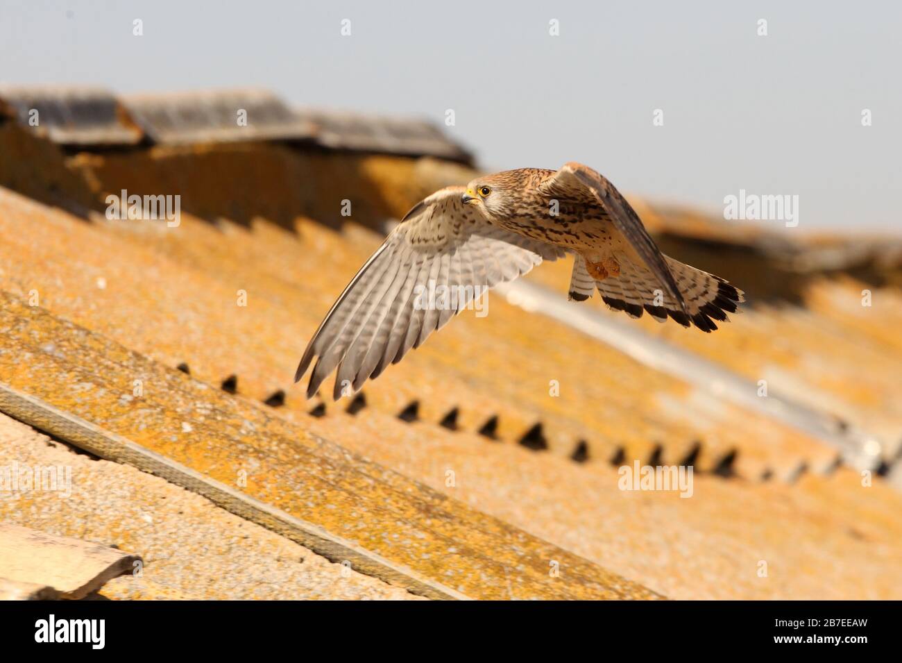 Female of Lesser Kestrel Flying, Falcon, Bird, Kestrel, Falco Naumanni Stockfoto