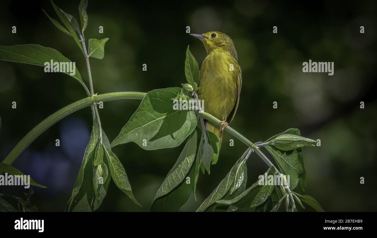 Waldsänger (Setophaga pinus) Stockfoto