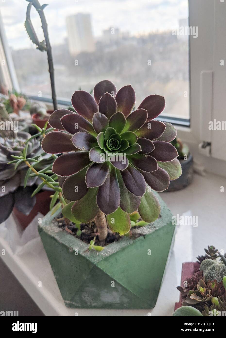 Aeonium arboreum atropurpureum lila aeonium Fotos und Bildmaterial in