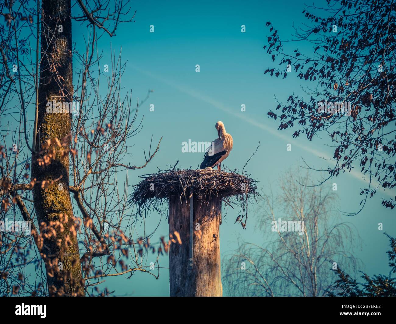 Stürk an einem sonnigen Tag in der Nestreinigung seiner Federn Stockfoto