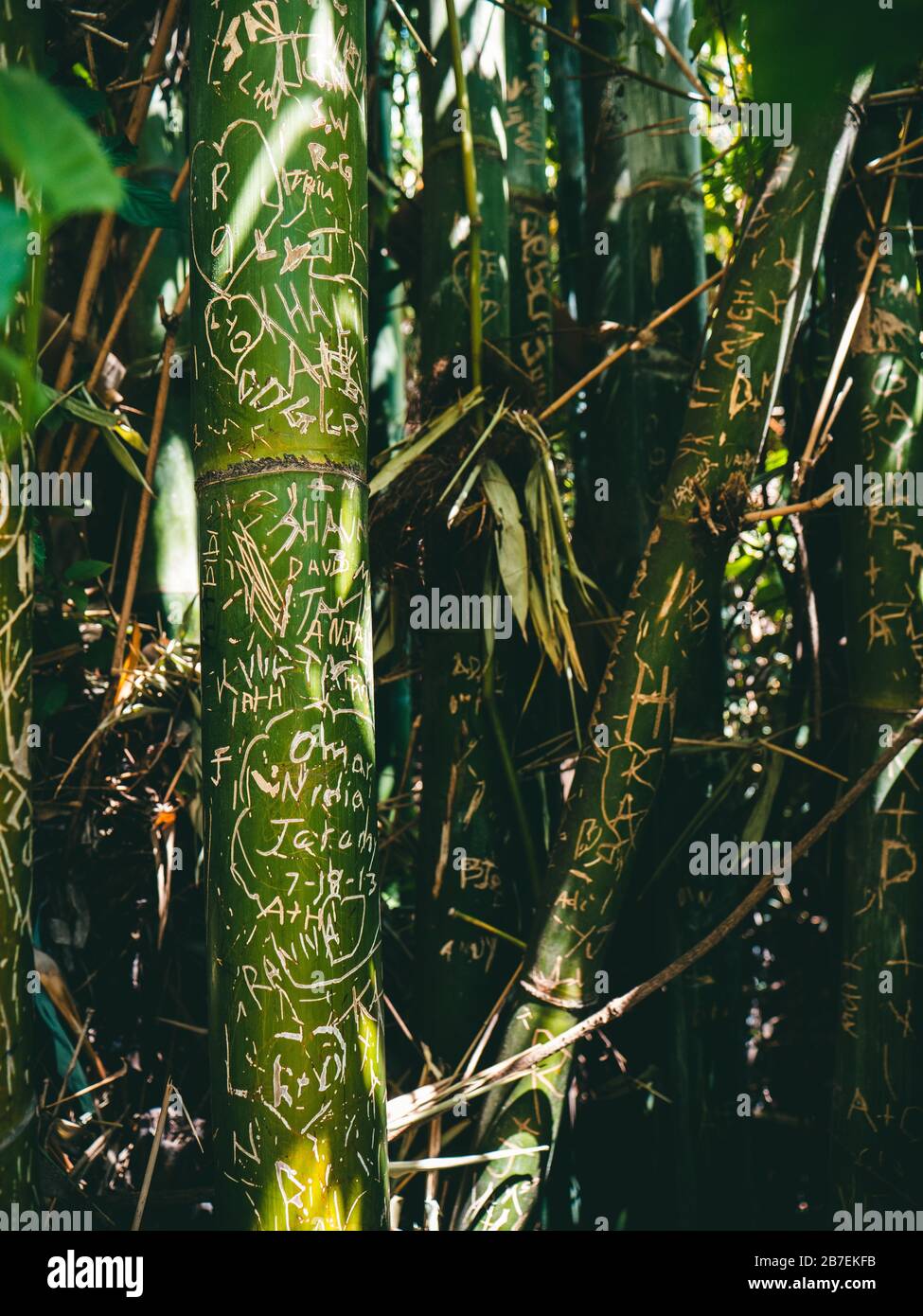 Nahaufnahme von zufälligen Schnitzereien von Namen, Text und Herzzeichnung auf Bambus Stockfoto