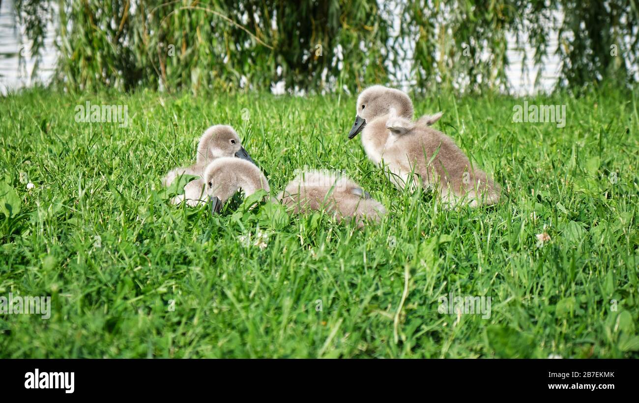 Cygnet flatscht seine winzigen Flügel, in einer Gruppe stummer Schwanenjungen Küken, die in grünem Gras sitzen. Stockfoto