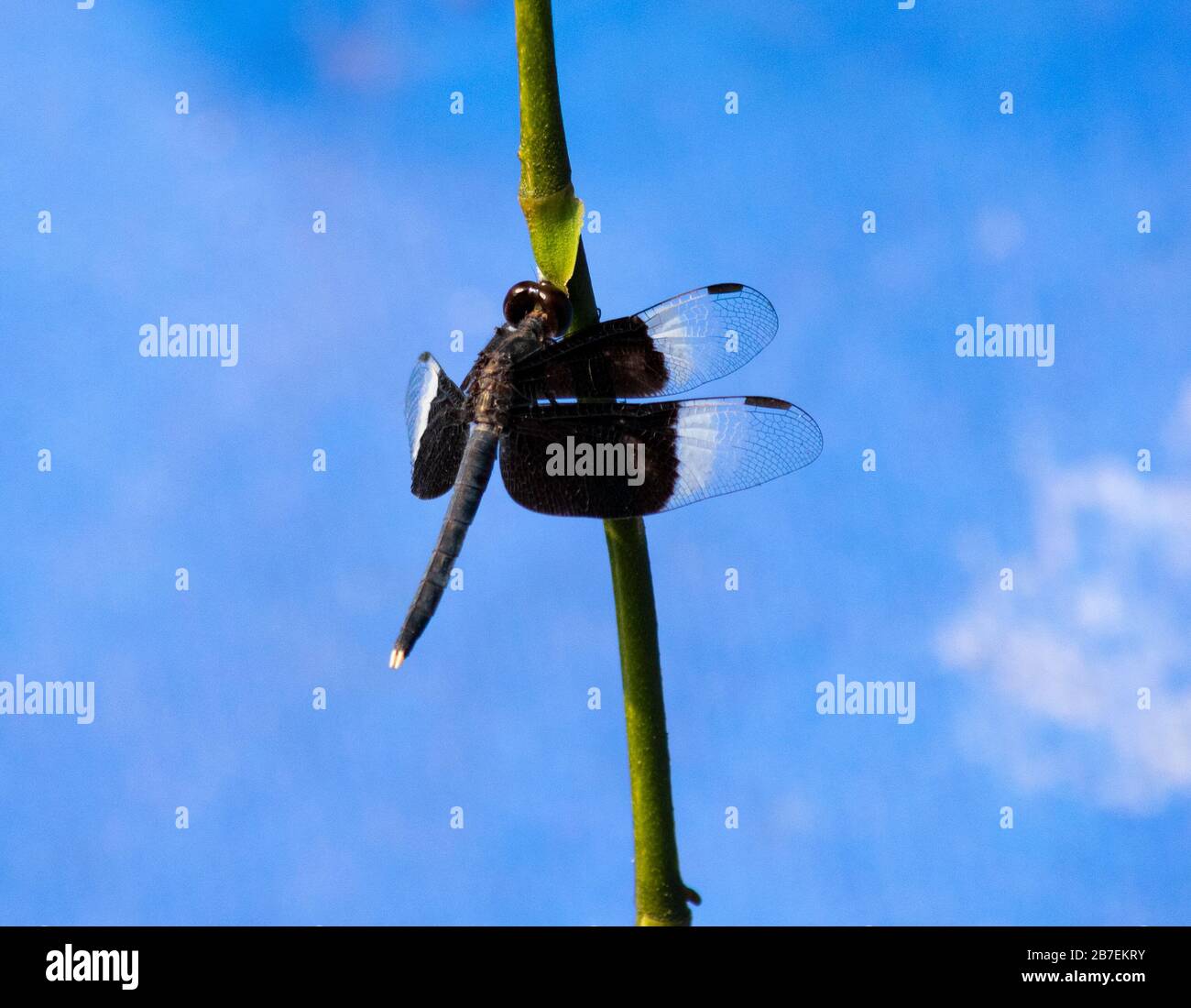 Indien, Karnataka, New Mangalore - 30. Dezember 2019 - EINE schöne indische schwarze Libelle Stockfoto