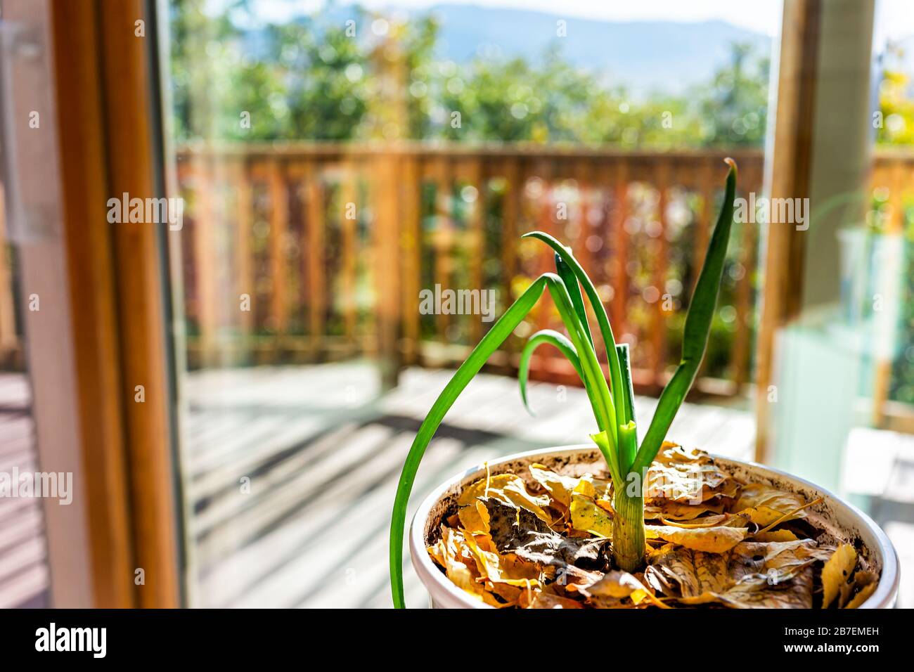 Grüne Zwiebelblätter am Hausfenster mit Sonnenlicht und Terrassendeck-Makro mit Herbst-Blattmulch wachsen Stockfoto