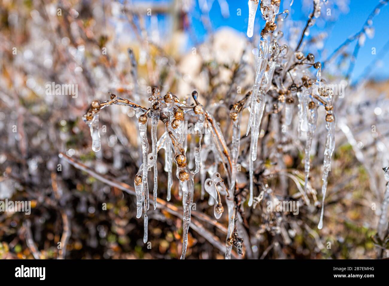 Nahaufnahme von gefrorenen Pflanzen mit Eisenkelfrost im Colorado-Garten, der die Textur bei morgendlicher Sonneneinstrahlung zeigt Stockfoto