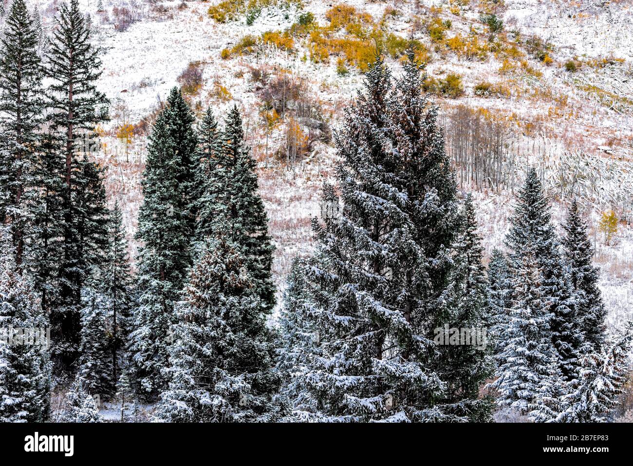 Maroon Bells felsige Berge mit hohen Fichten und gelbem Herbstlaub in Aspen, Colorado nach Winterschnee gefrorener Wald im Oktober 2019 Stockfoto