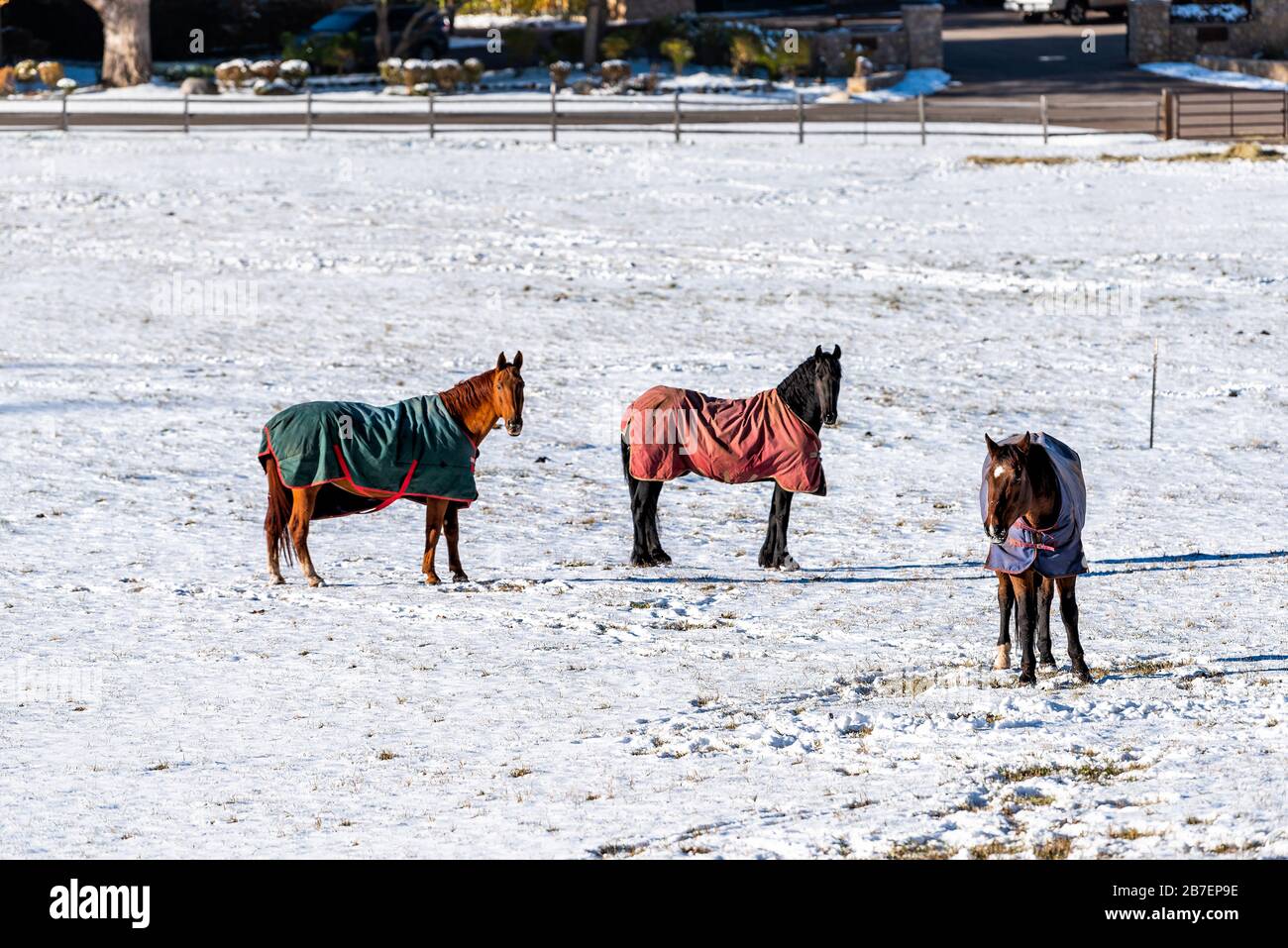 Aspen, Colorado Rocky Mountains Ranch Feldfarm Weide nach dem Winter mit Pferden in Decken im Schnee bedeckt Stockfoto