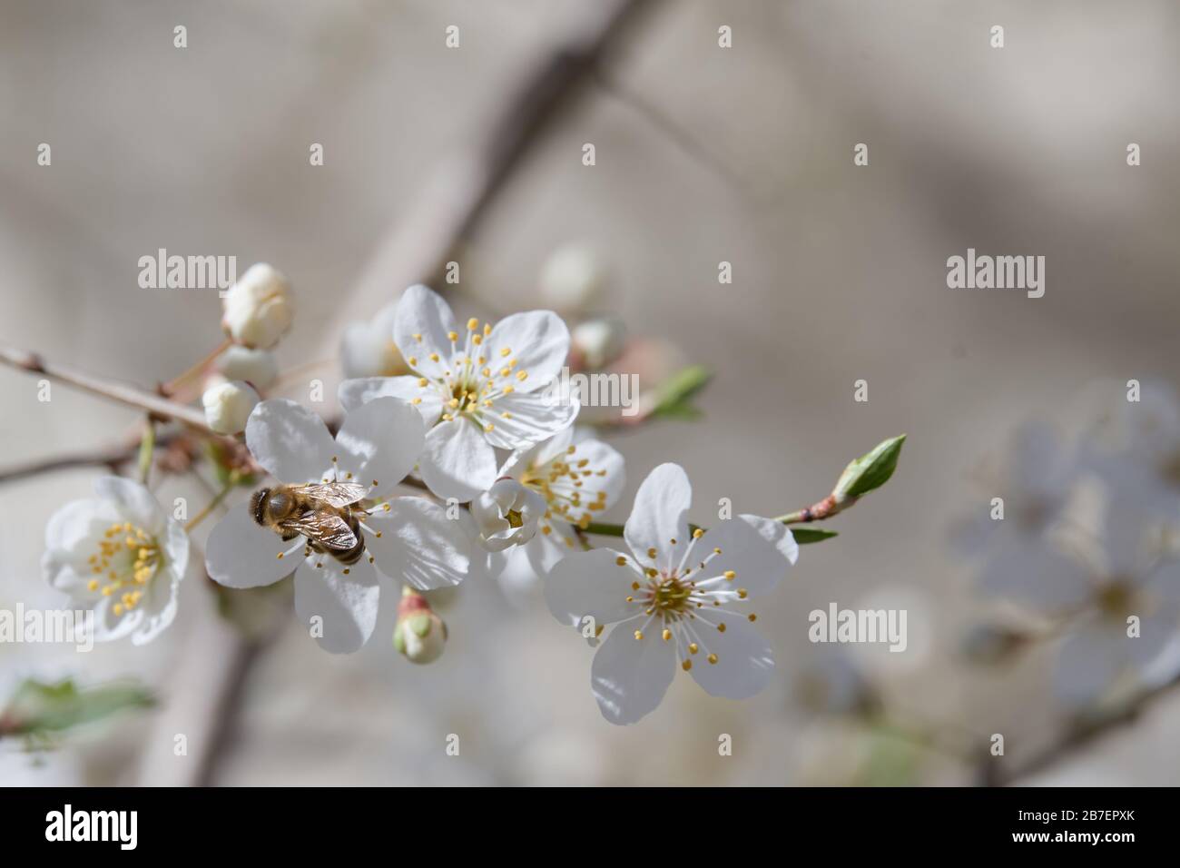 Eine europäische Honigbiene (APIs mellifera), die Pollen von einem blühenden Aprikosenbaum (Prunus armeniaca) erntet, der seine zarten weißen Blumen durch a zeigt Stockfoto