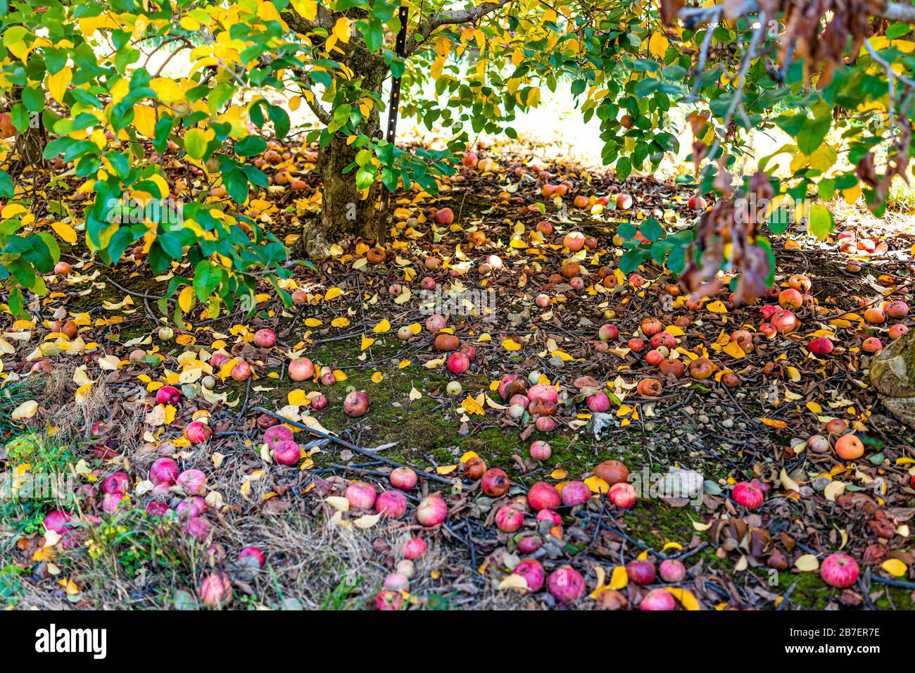 Apfelgarten mit Blick unter Baum und verfallenen verrotteten Früchten auf Gartengrund im Herbst Bauernland in Virginia pflücken Stockfoto