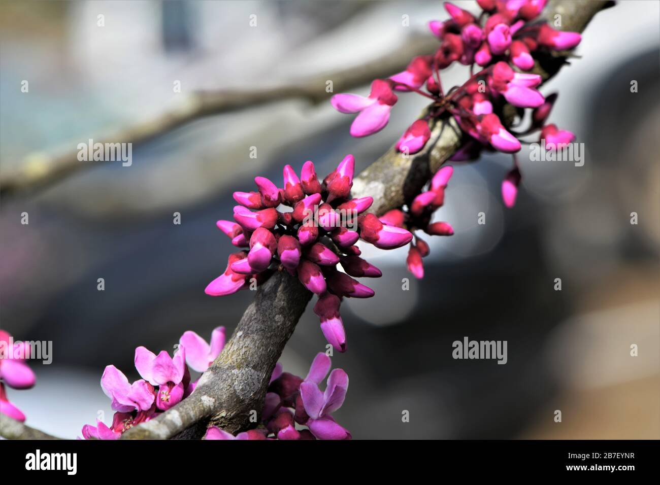 Ein Ostroter Bud-Baum, der im Frühjahr blüht. Stockfoto
