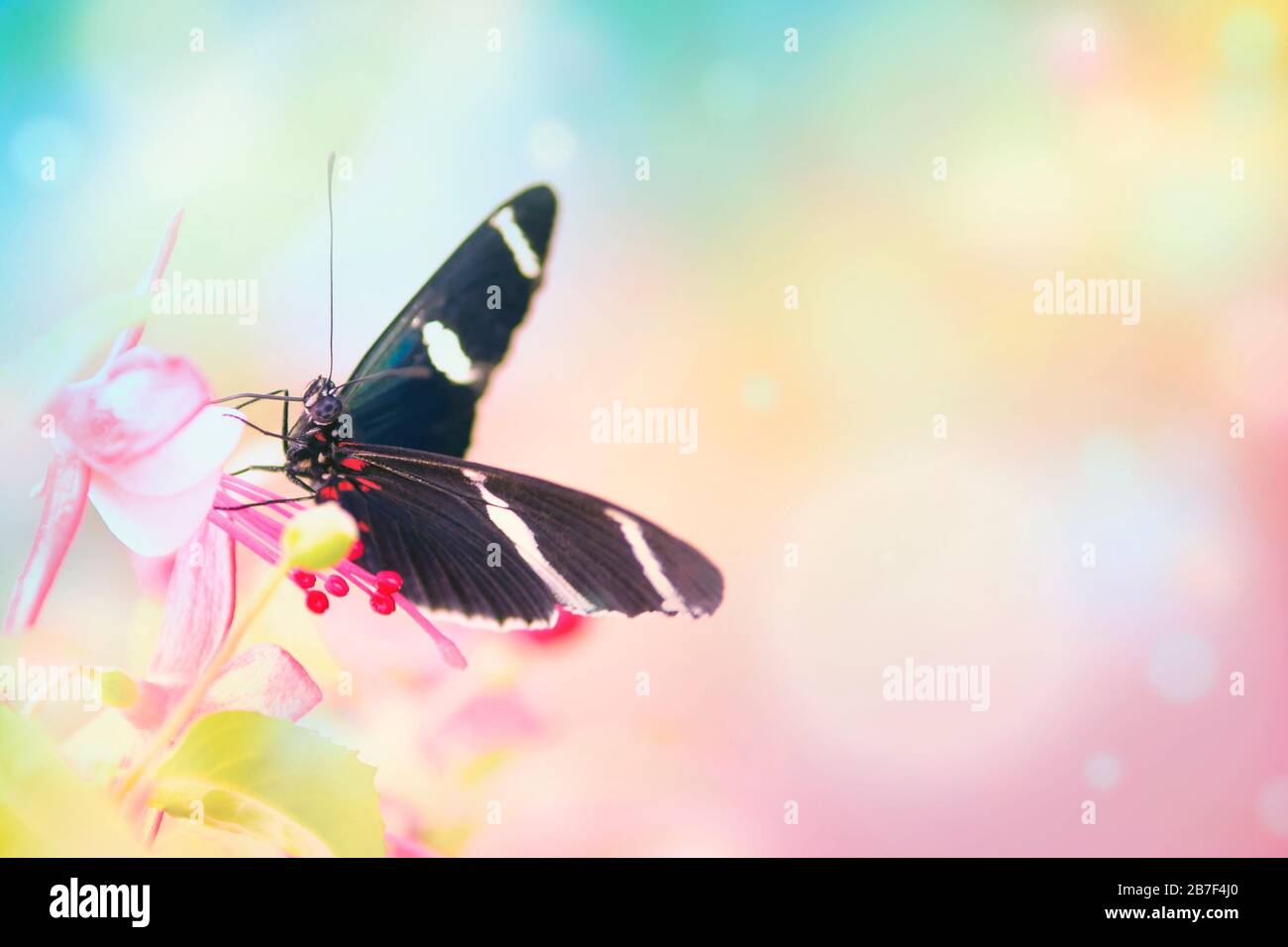 Schmetterling auf pinkfarbener Blume und bokeh leicht glatter Hintergrund. Geringe Schärfentiefe. SDF. Stockfoto