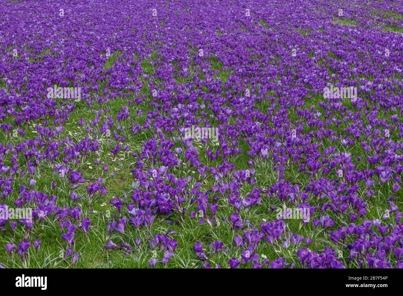 Draufsicht über das blühende Blauviolette Krokusblütenfeld und die Wiese. Stockfoto