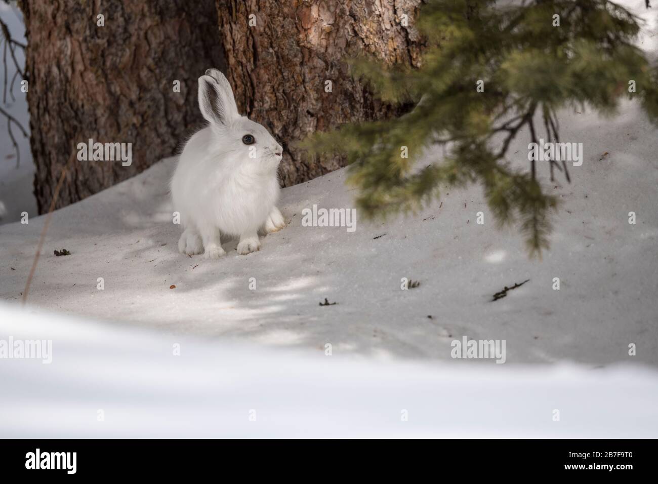 Schneeschuhhaare unter Kiefernbaum sitzend Stockfoto