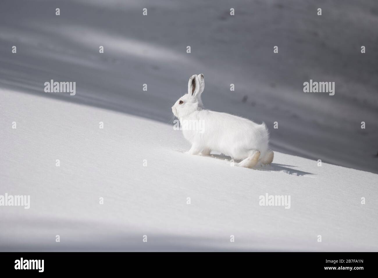 Schneematschen-Hase sitzt auf Schnee Stockfoto