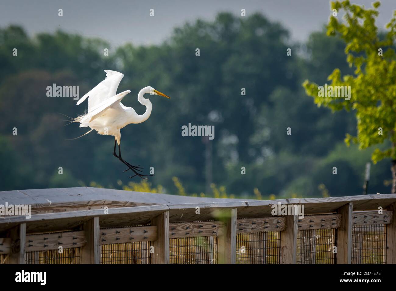 Great Egret kommt zu einer Landung auf einem Geländer. Stockfoto