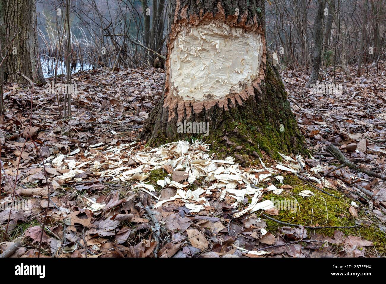 Baum von American Beaver (Castor candensis), E USA, von James D Coppinger/Dembinsky Photo Assoc gennagt Stockfoto