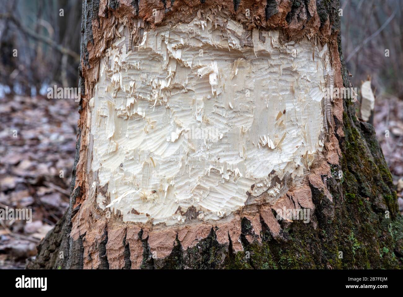 Baum von American Beaver (Castor candensis), E USA, von James D Coppinger/Dembinsky Photo Assoc gennagt Stockfoto