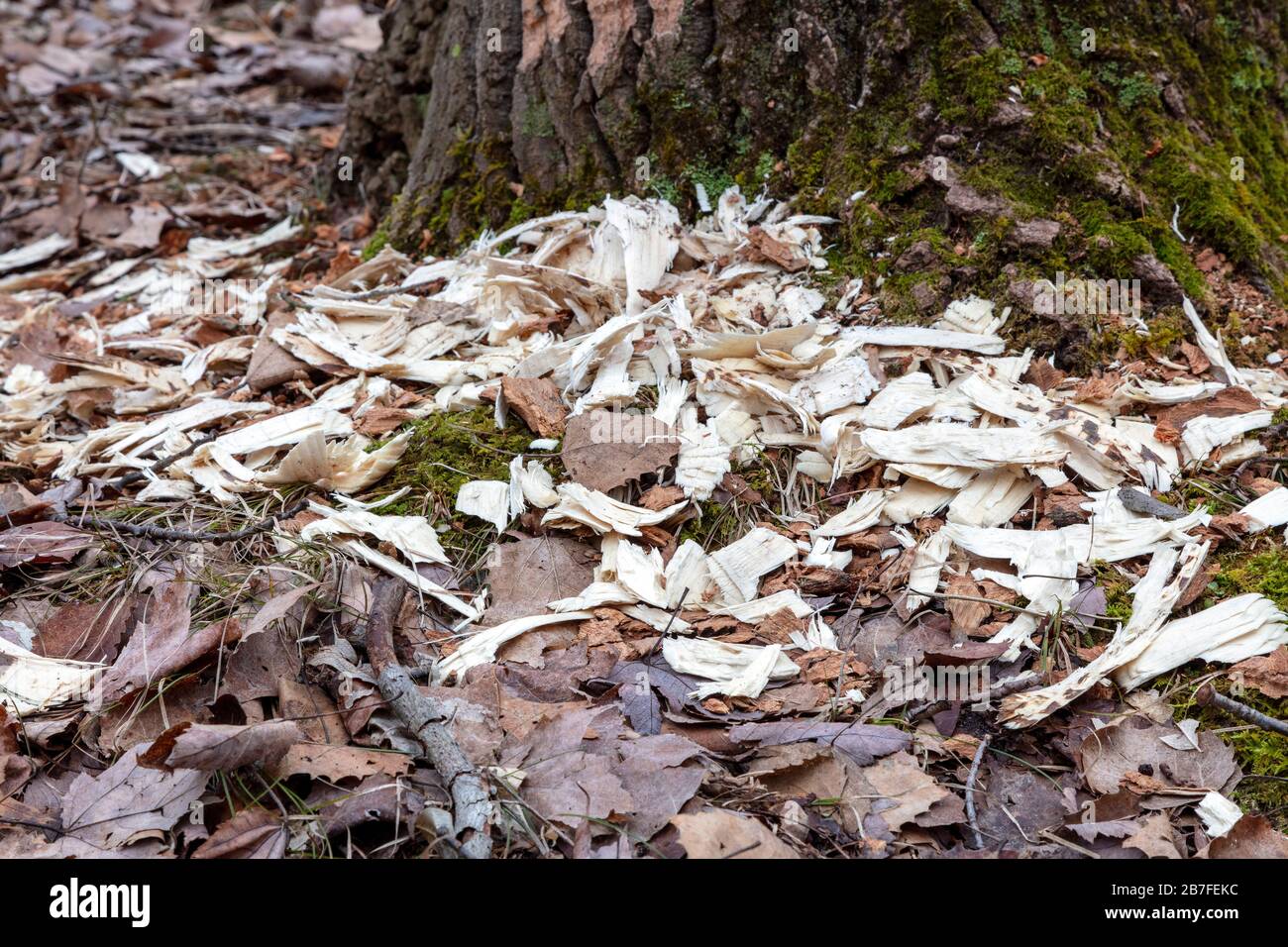 Baum von American Beaver (Castor candensis), E USA, von James D Coppinger/Dembinsky Photo Assoc gennagt Stockfoto