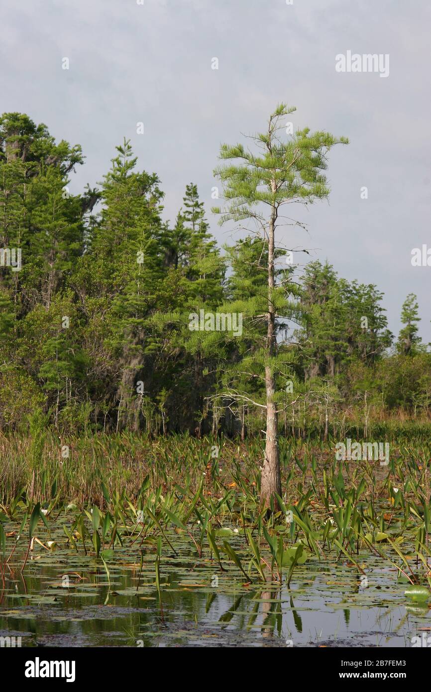 Kahlzypress Trees, (Taxodium distichum), Okefenokee Swamp, Georgia und Florida, USA, von Dembinsky Photo Associates Stockfoto