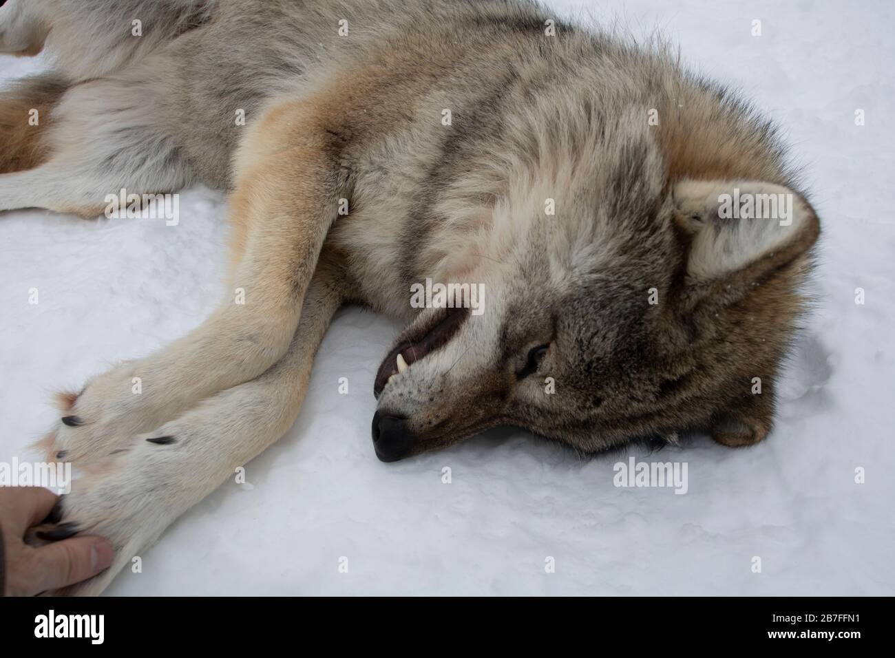 Holzwölfe und Mann treffen sich im Schnee, Tromso, Norwegen, 2019-03-27. Ein Holzwolf trifft zum ersten Mal auf einen Mann und überprüft ihn nach Geruch und Stockfoto