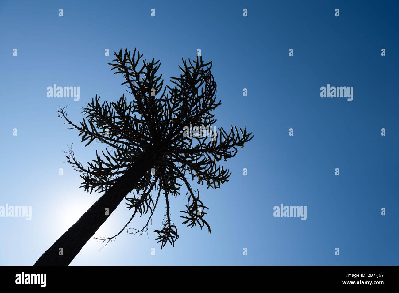 Die Araukarie ist ein typischer Baum in den Bergen Argentiniens und chiles Stockfoto