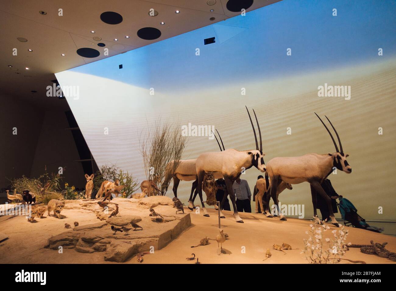 Arabian Oryx, das nationale Tier von Katar, wird in einer Ausstellung im Nationalmuseum von Katar, Doha, ausgestellt Stockfoto