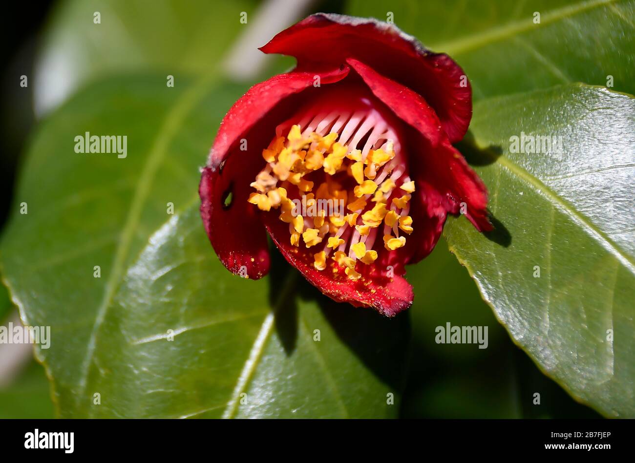 Makro der Eröffnung der japanischen Camellia Stockfoto