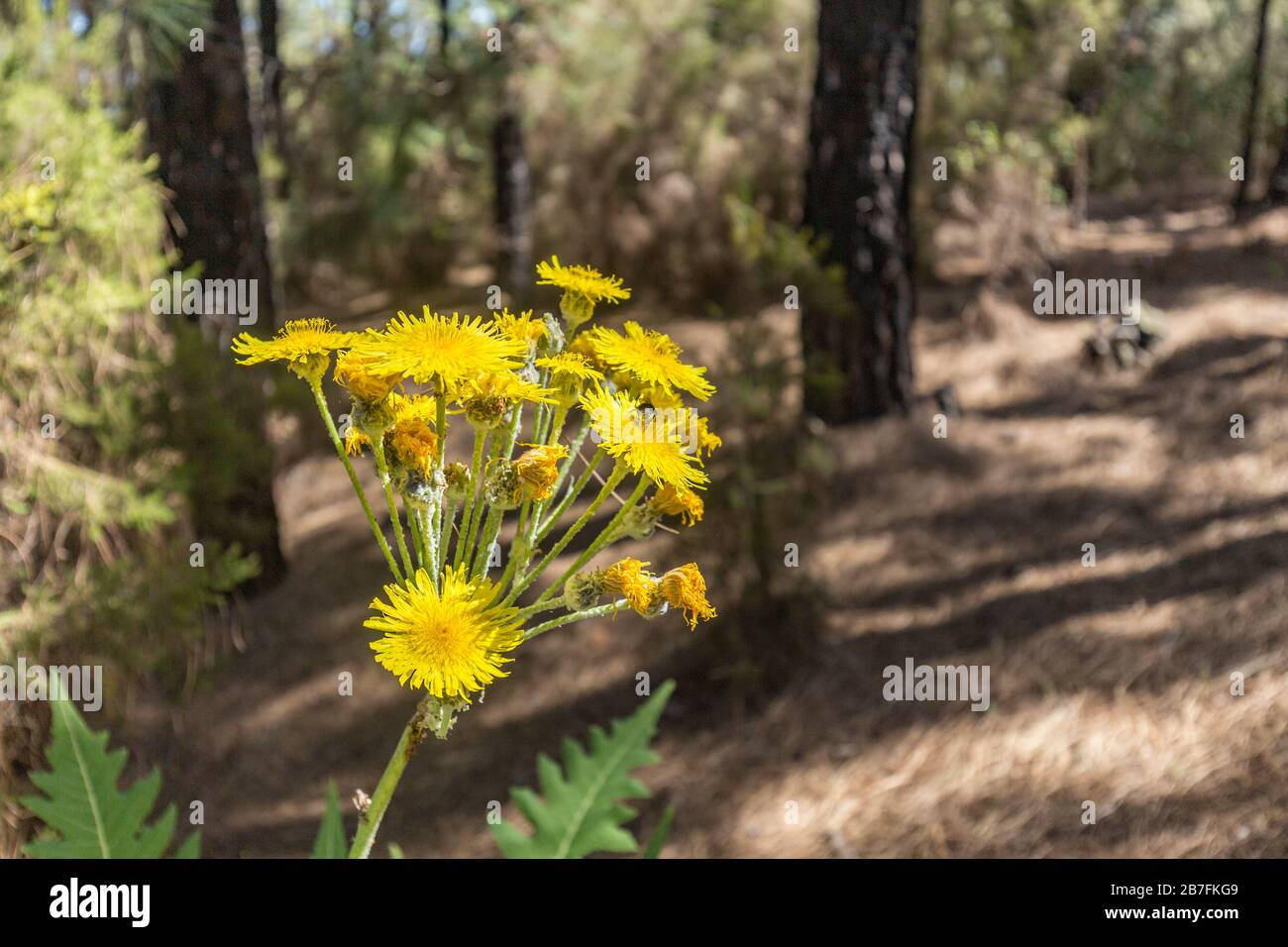 Blühender Riesen-Löwenzahn. Hummeln und Bienen, die herumfliegen, um Nektar aufzunehmen. Nahaufnahme, selektiver Fokus. Kiefernwald in den Bergen von Tenerif Stockfoto