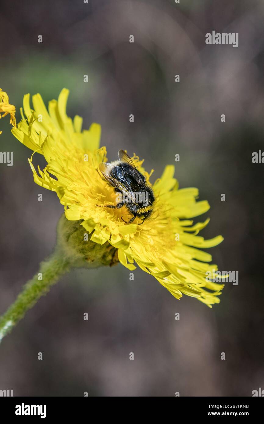 Blühender Riesen-Löwenzahn. Hummeln und Bienen, die herumfliegen, um Nektar aufzunehmen. Nahaufnahme, selektiver Fokus. Kiefernwald in den Bergen von Tenerif Stockfoto