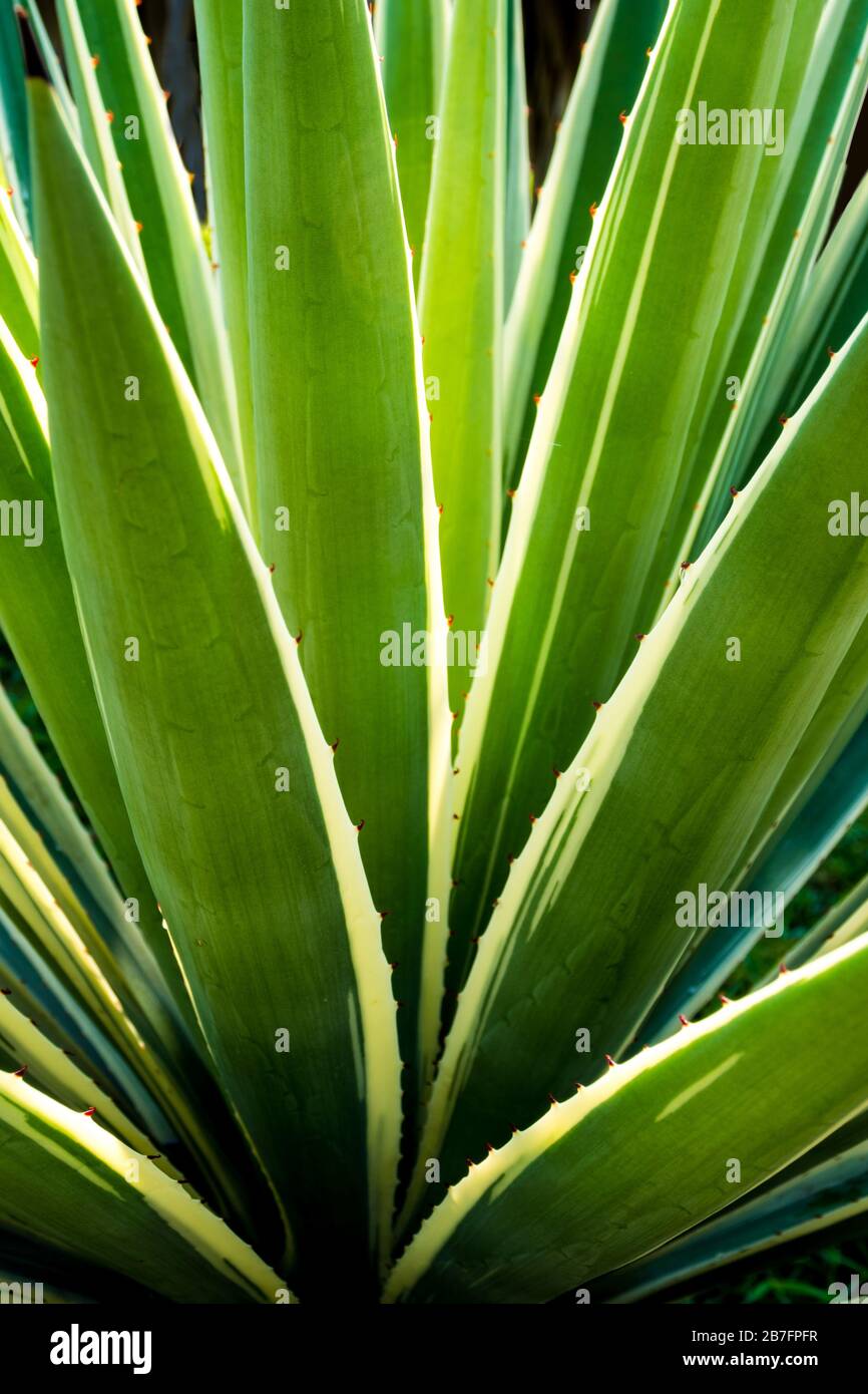 Scharfer Dorn auf dem Blatt der Agave saftigen Pflanze, Agave maguey,  frische Bltter mit Dorn karibischer Agave Stockfotografie - Alamy